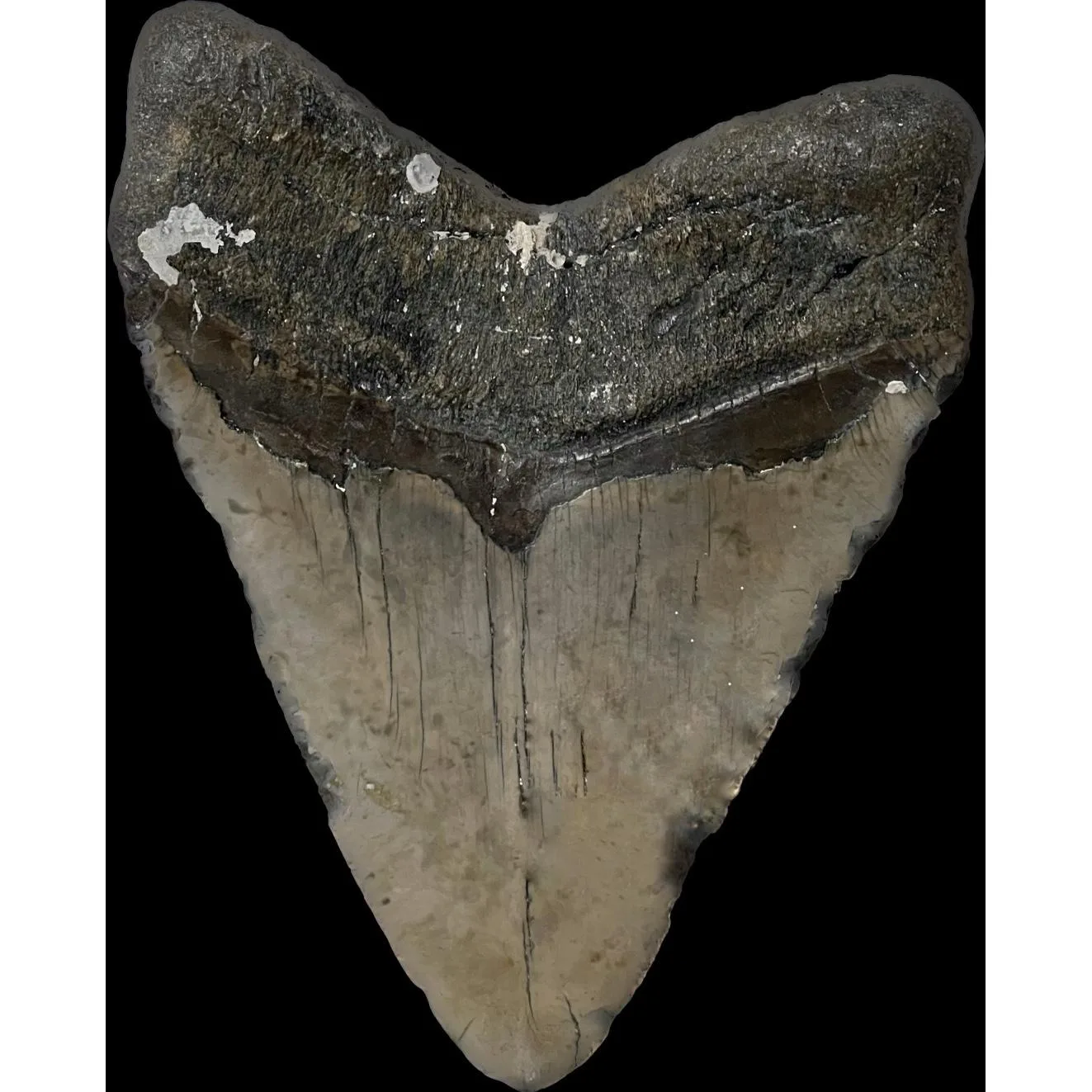 Megalodon Tooth – 5.625″, ocean fresh, N. Carolina Prehistoric Online