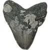 Megalodon Tooth – 5.51″ Prehistoric Online