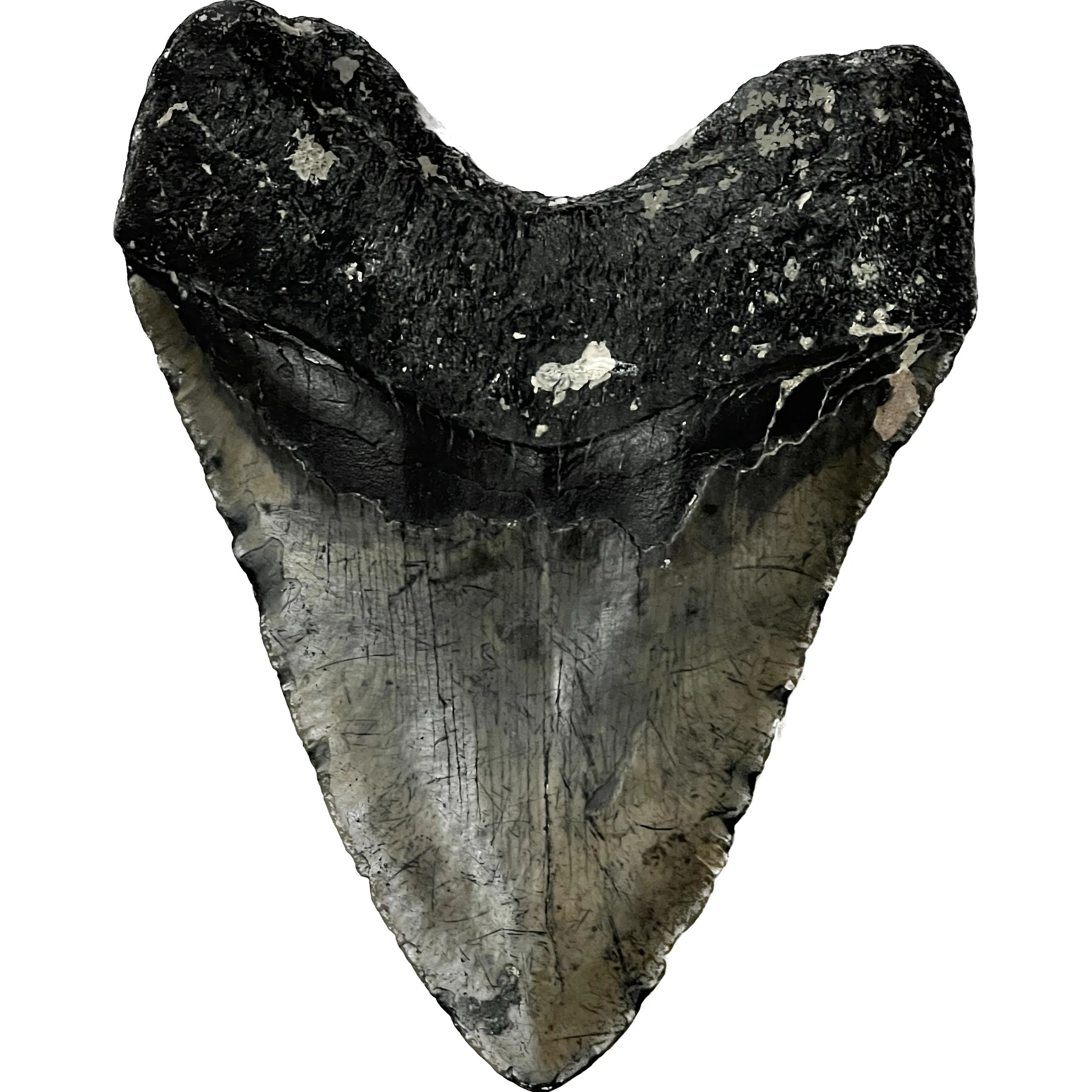 Megalodon Tooth, North Carolina,  5.52″ Prehistoric Online