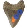Megalodon Tooth- 3.83″ Prehistoric Online