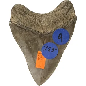 Megalodon Tooth- 3.83″ Prehistoric Online