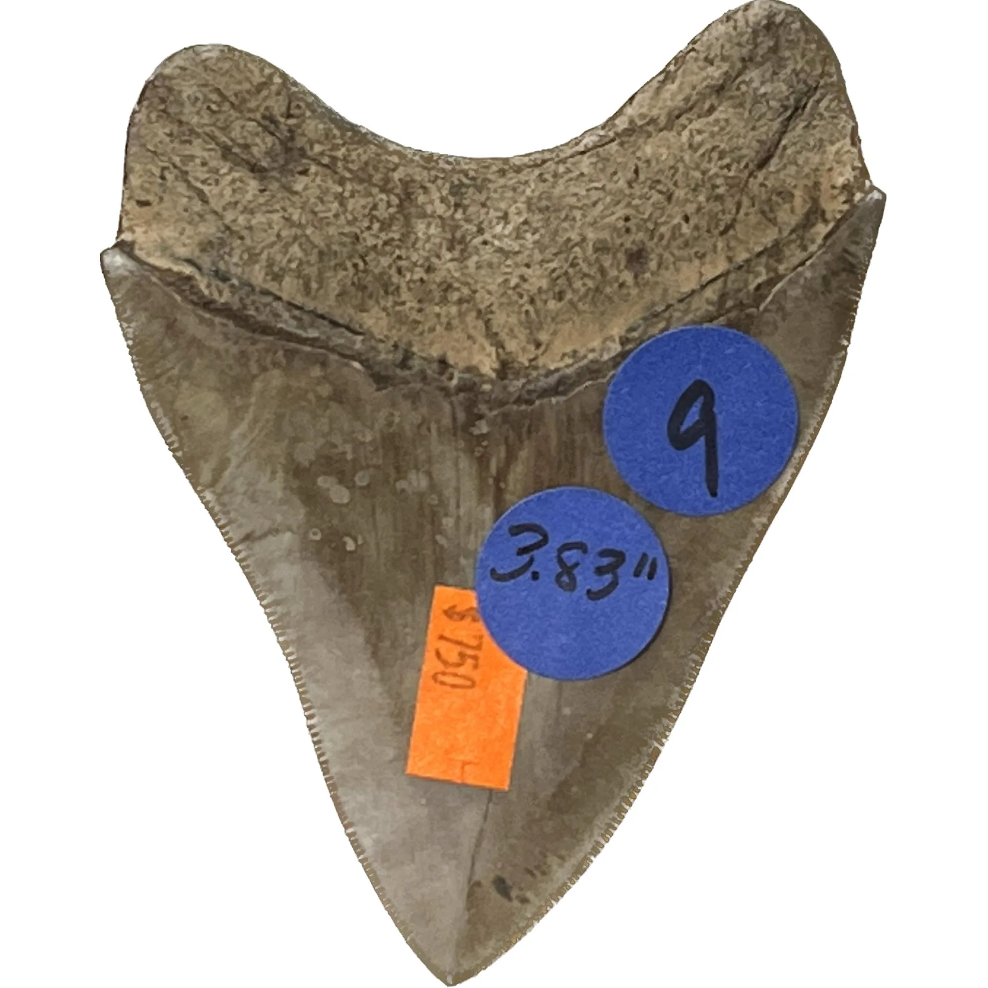 Megalodon Tooth- 3.83″, St Mary’s River, S. Georgia Prehistoric Online