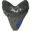 Megalodon Tooth – 5.51″ Prehistoric Online