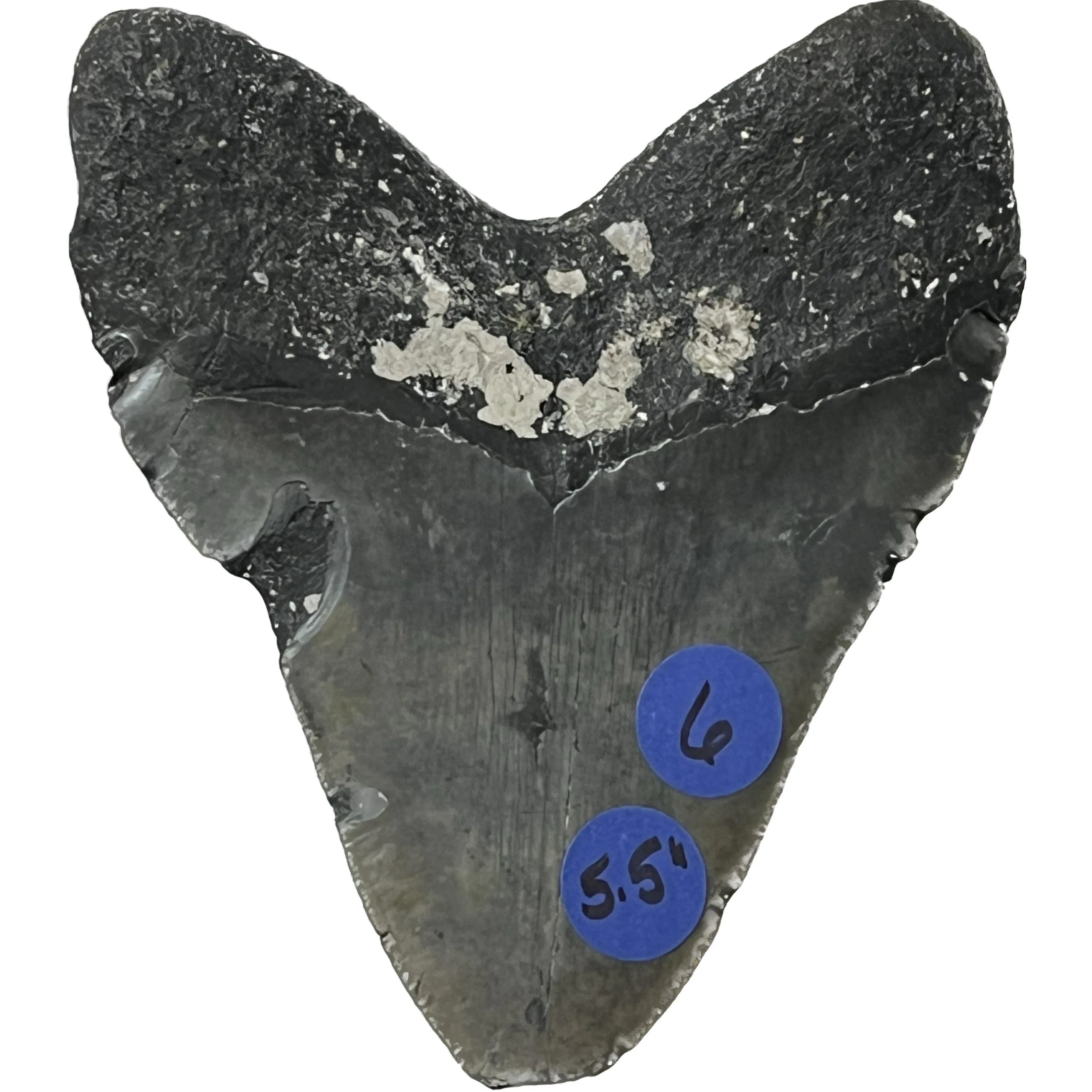 Megalodon Tooth – 5.51″, North Carolina Prehistoric Online