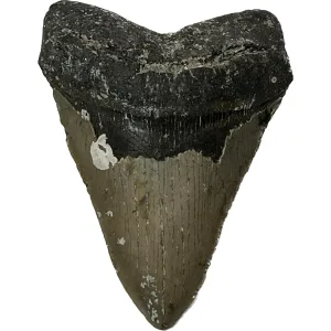 Megalodon Tooth – North Carolina – 6.03 inch Prehistoric Online