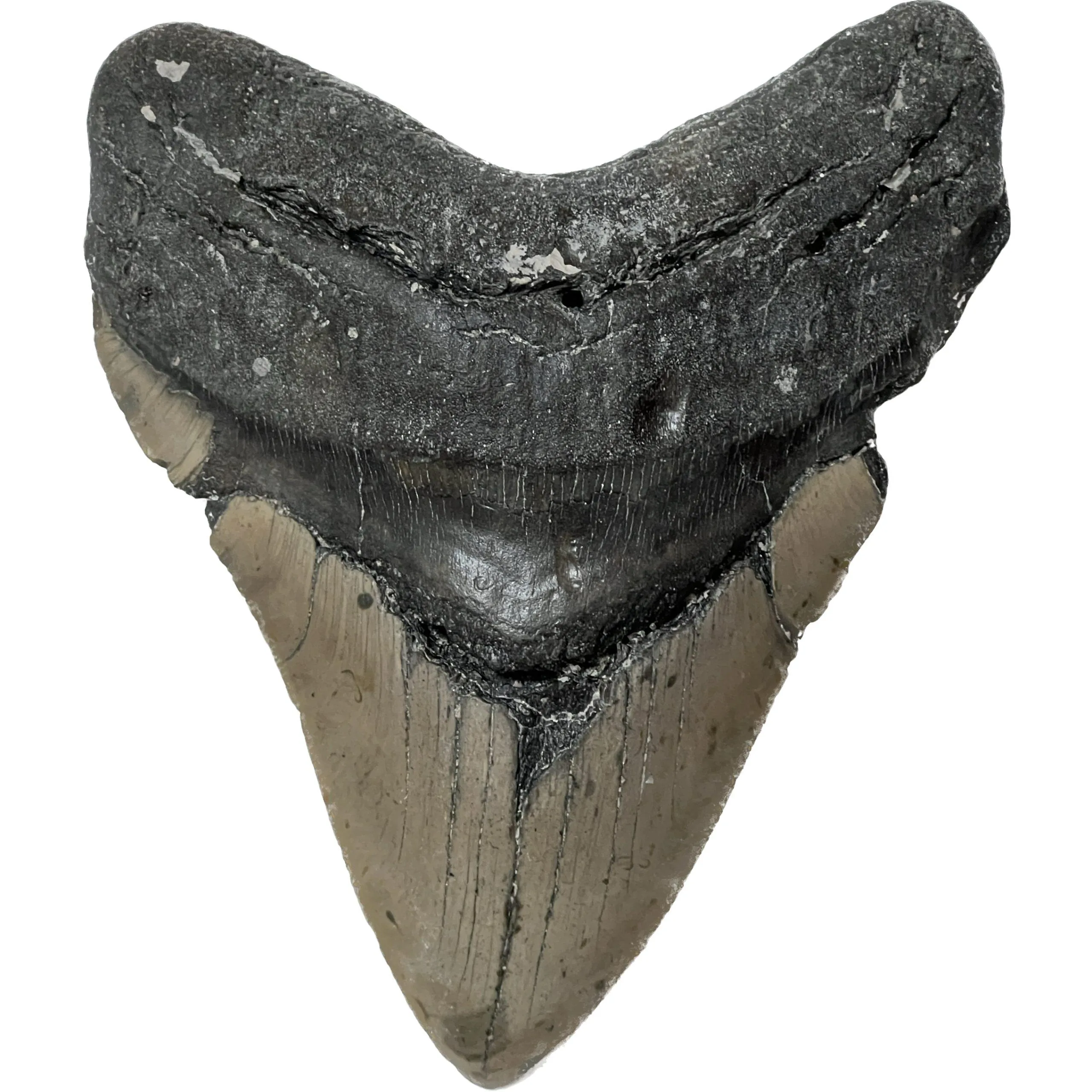 Huge Megalodon Tooth – 6.05 inch Prehistoric Online