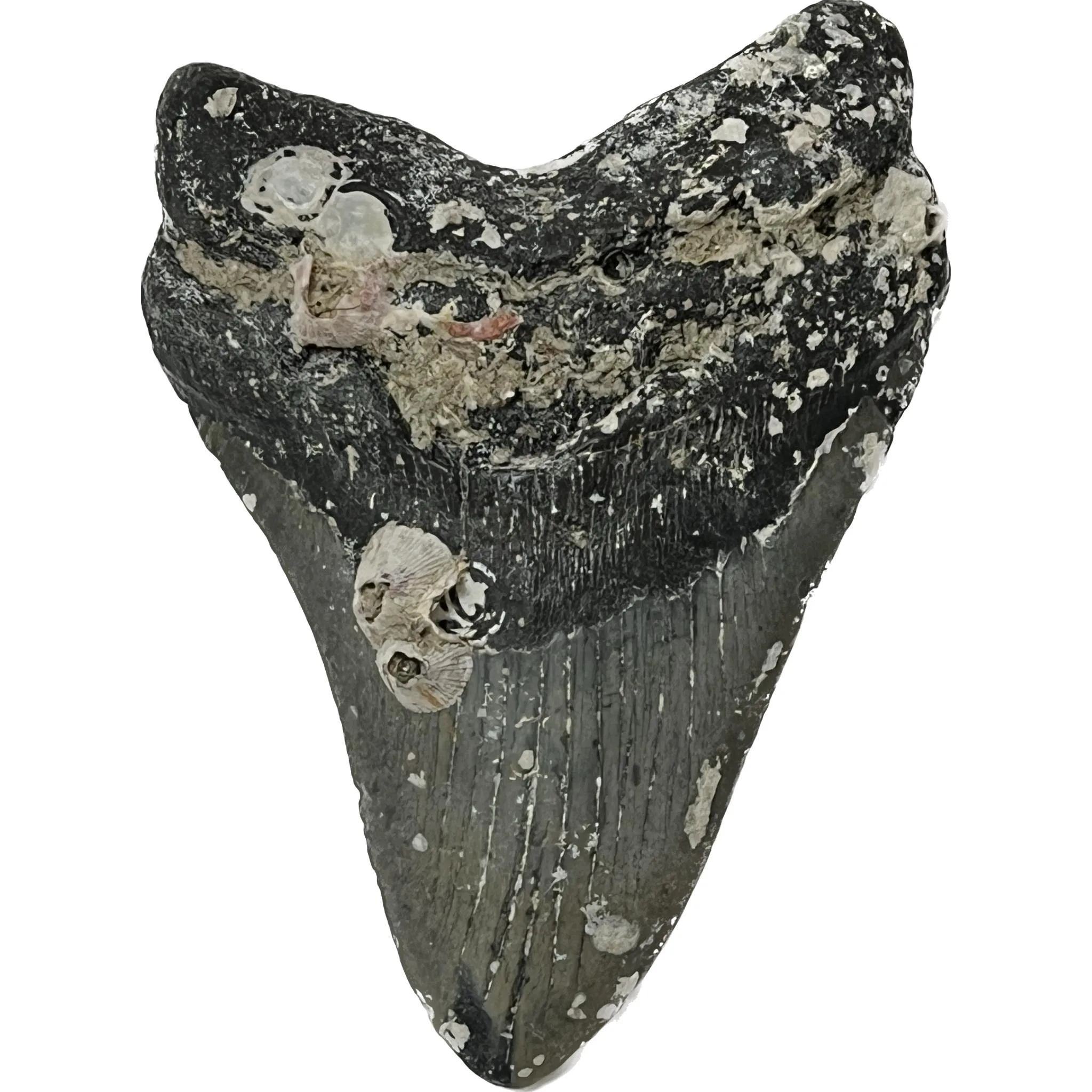 Gigantic Megalodon Tooth – 6.11″ Prehistoric Online