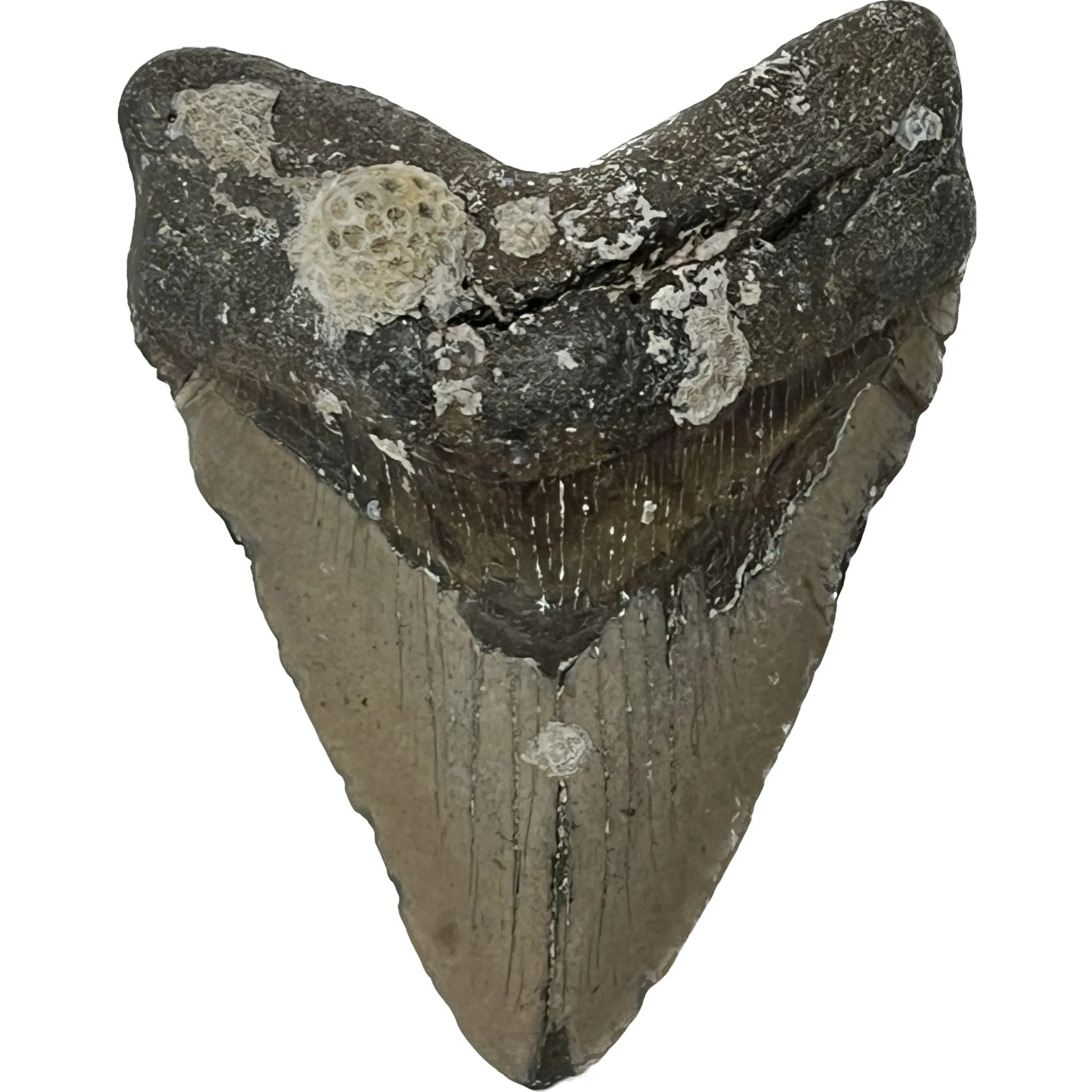 Big Megalodon Tooth – 5.625″ Prehistoric Online