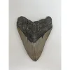Giant Megalodon Tooth – South Carolina -5.75 inch Prehistoric Online