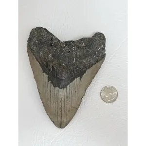 Giant Megalodon Tooth – South Carolina -5.75 inch Prehistoric Online