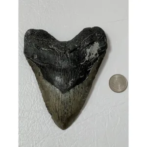 Big Megalodon Tooth – 5.52″ Prehistoric Online