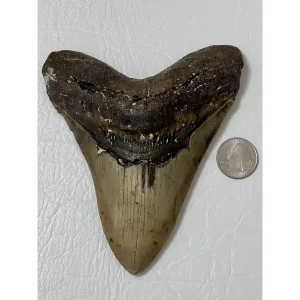 Giant Megalodon Tooth – 5.69″ Prehistoric Online