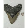 Megalodon Tooth – 6.05 inch Prehistoric Online