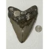 Megalodon Tooth – 5.625″ Prehistoric Online