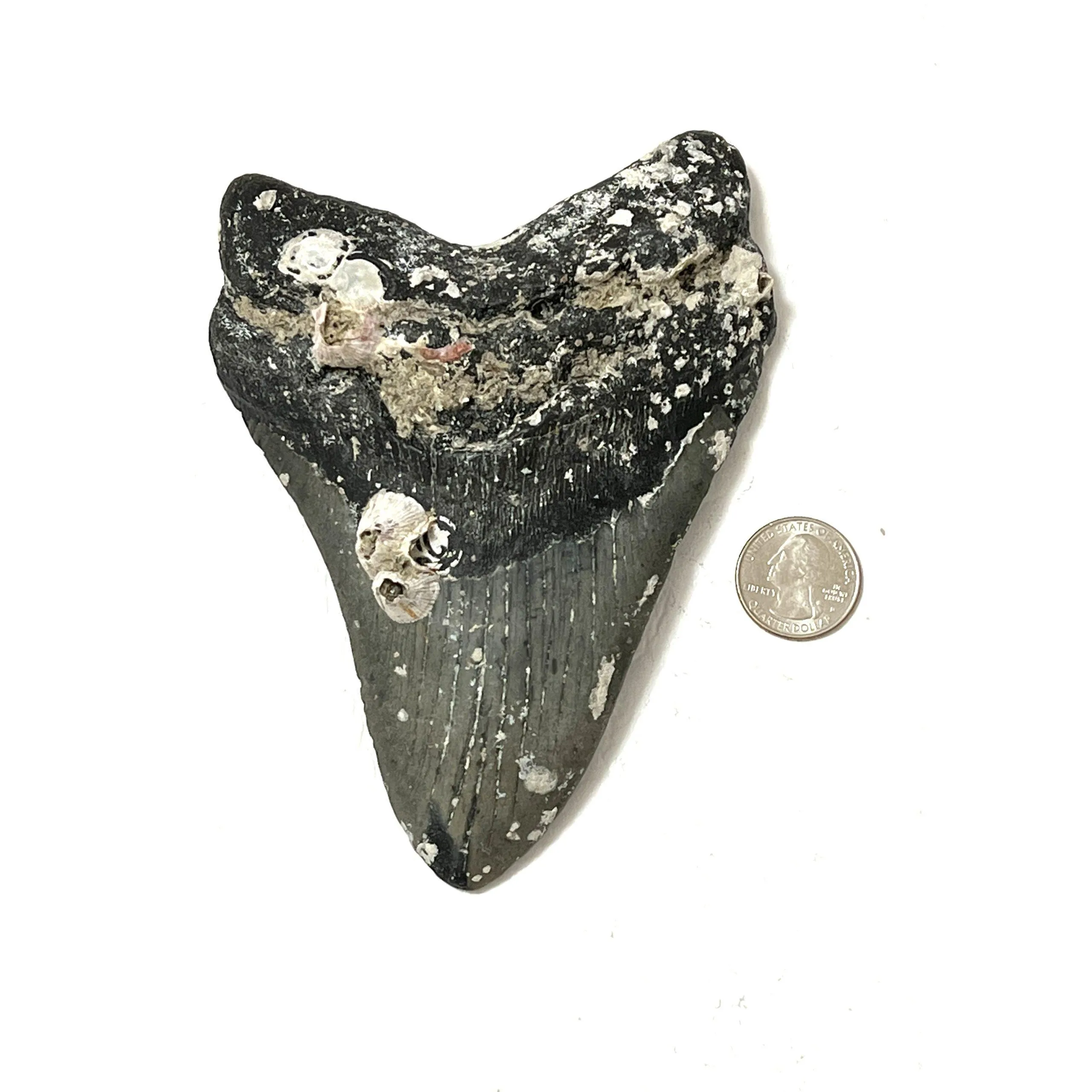 Gigantic Megalodon Tooth – 6.11″ Prehistoric Online