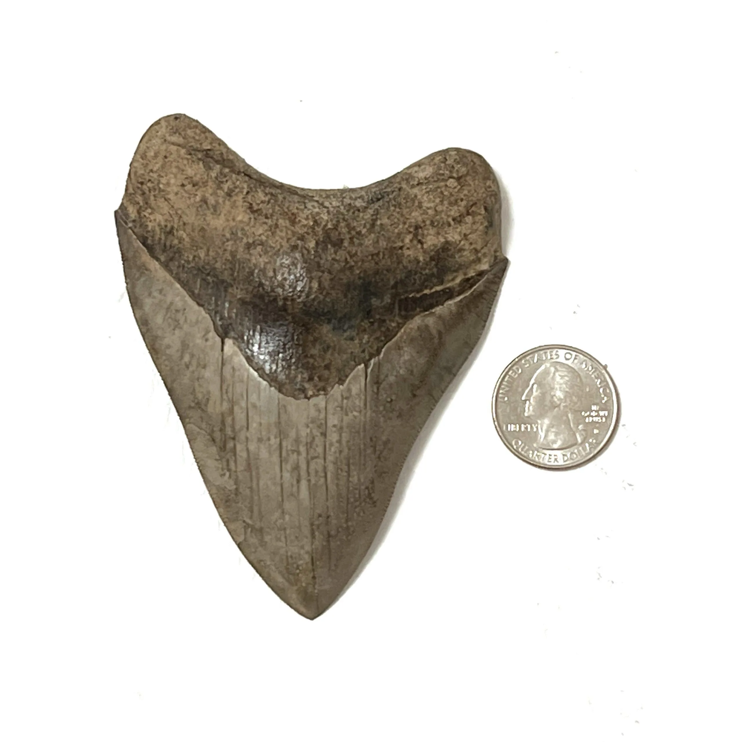 Megalodon Tooth- 3.83″, St Mary’s River, S. Georgia Prehistoric Online
