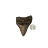 Megalodon Tooth- 3.69″ Prehistoric Online