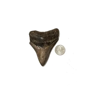 Megalodon Tooth- 3.69″ Prehistoric Online