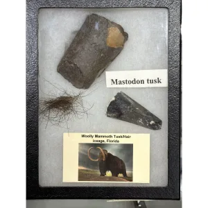 Mastodon tusk collection with Mammoth Hair Prehistoric Online