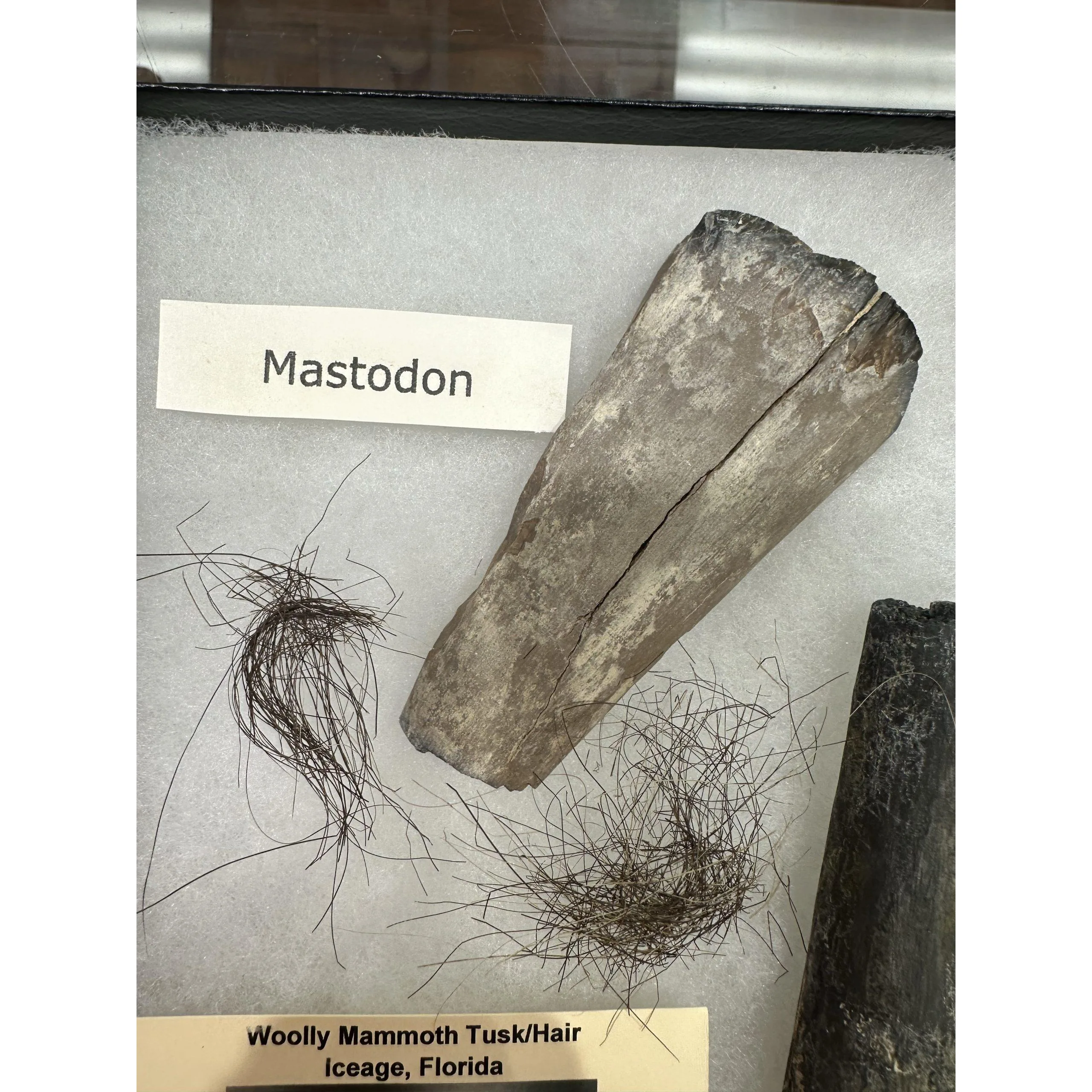 Mammoth Collection – Mammoth Hair, Tusk, Mastodon Tusk Prehistoric Online