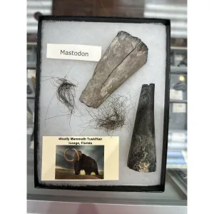 Mammoth Collection – Mammoth Hair,Tusk, Mastodon Tusk Prehistoric Online