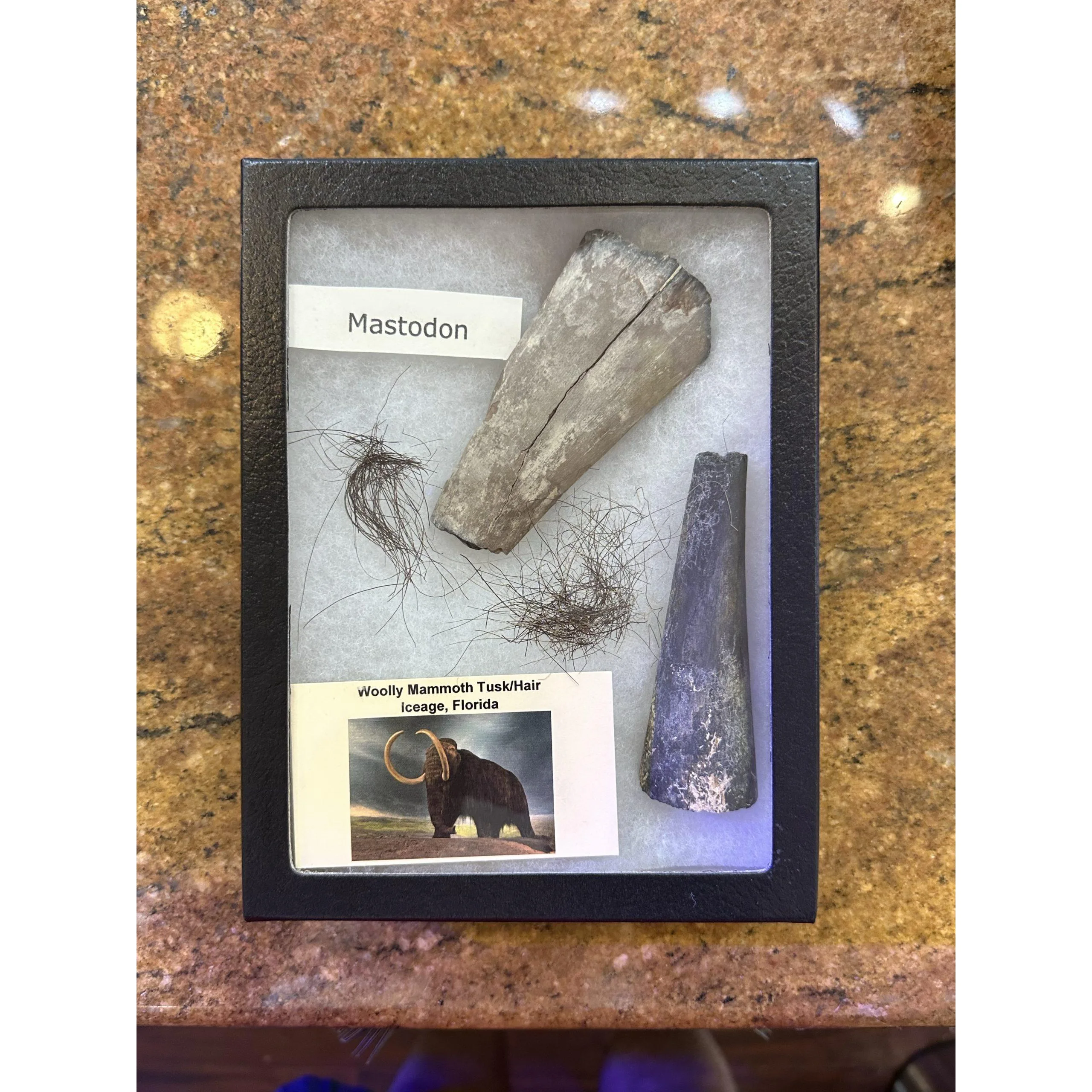 Mammoth Collection – Mammoth Hair, Tusk, Mastodon Tusk Prehistoric Online