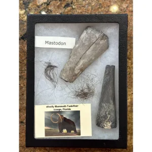 Mammoth Collection – Mammoth Hair,Tusk, Mastodon Tusk Prehistoric Online