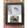 Riker Box Collection- Mammoth Hair/Tusk Prehistoric Online