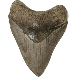 Perfect Megalodon Tooth- 3.83″ Prehistoric Online