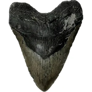 Megalodon Tooth – 5.52″ Prehistoric Online