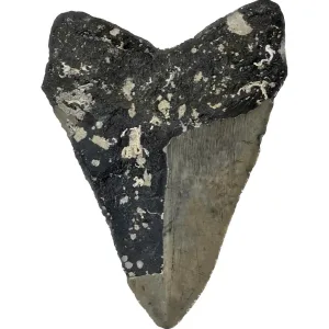 Huge Megalodon Tooth – North Carolina – 6.03 inch Prehistoric Online