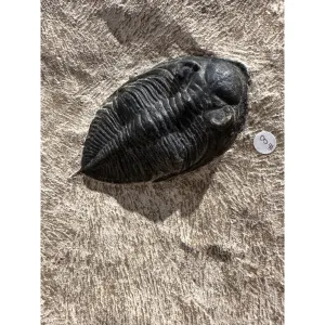 Fossil Bowl, Trilobite composite, 10 trilobites Prehistoric Online
