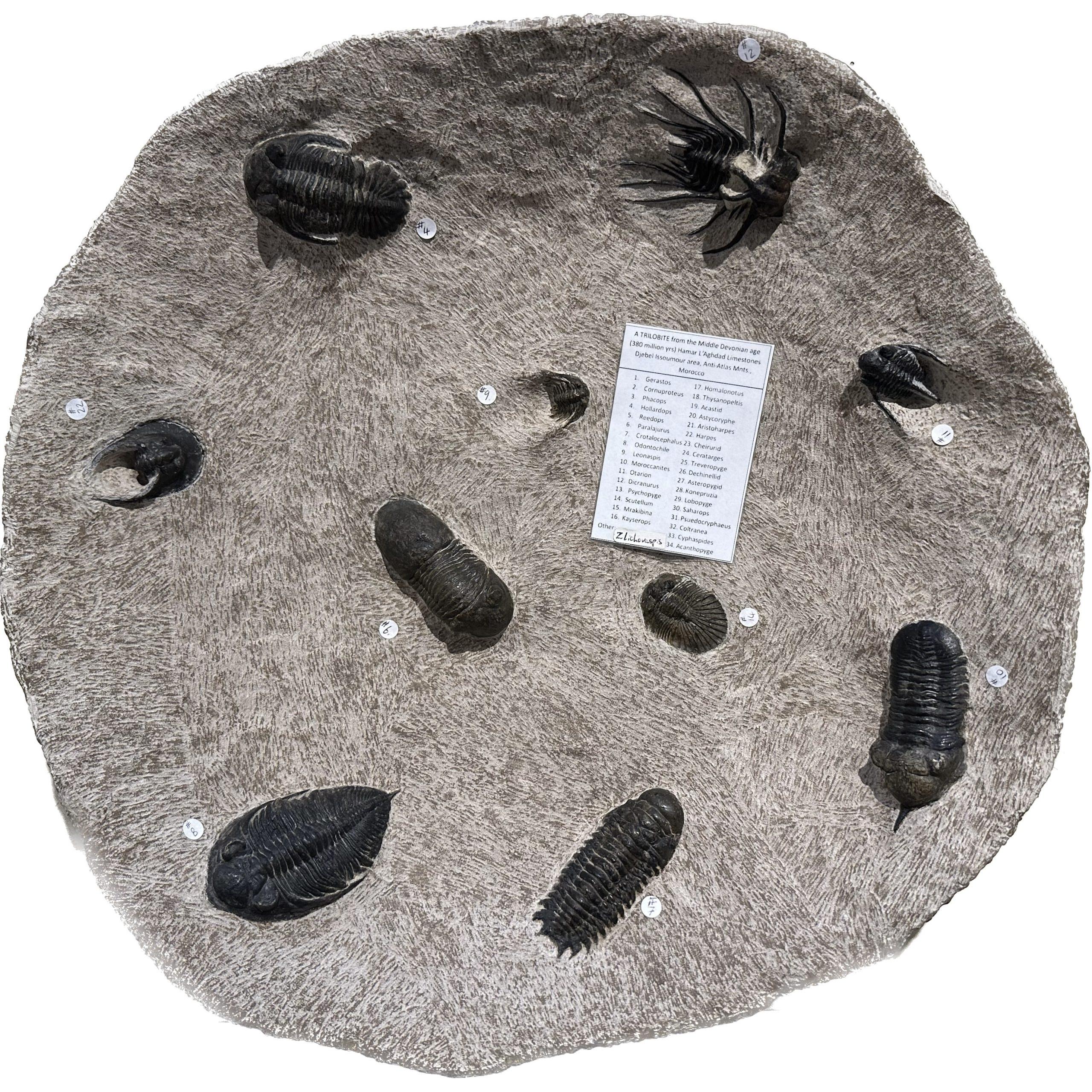 Fossil Bowl, Trilobite composite, 10 trilobites Prehistoric Online