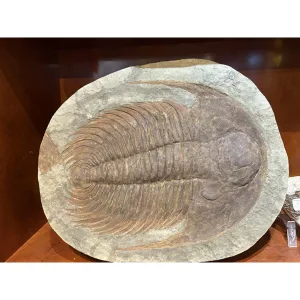 Huge Paradoxides, Trilobite Prehistoric Online