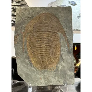 Huge Paradoxides, Trilobite Prehistoric Online