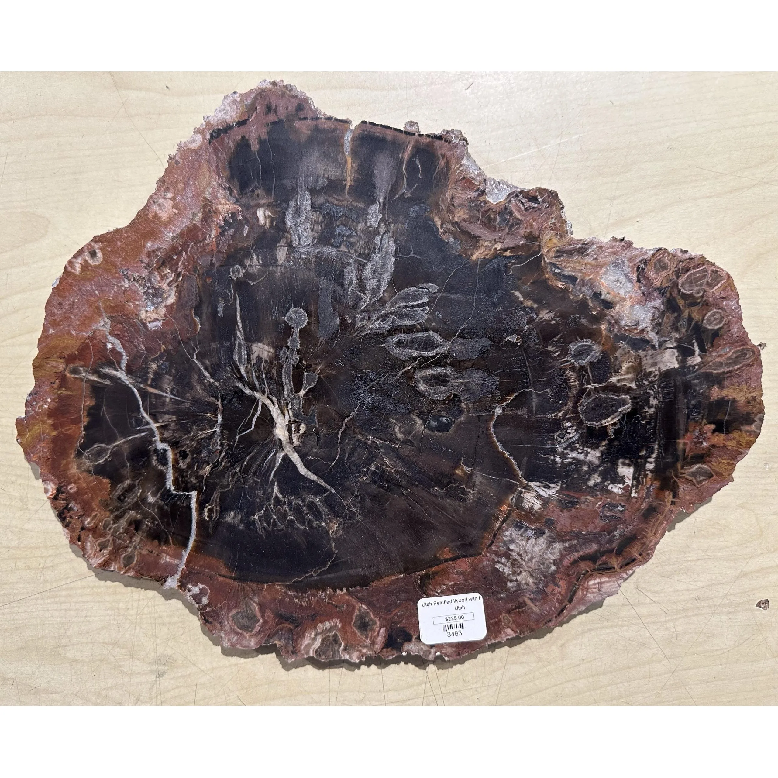 Petrified wood slice with fungus Prehistoric Online