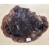 Petrified wood slice with fungus Prehistoric Online