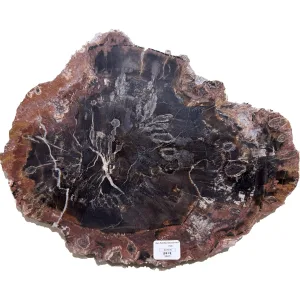 This is a picture of a petrified wood slice with fungus in it.