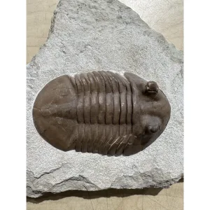 Trilobite, Asaphus from Russia Prehistoric Online