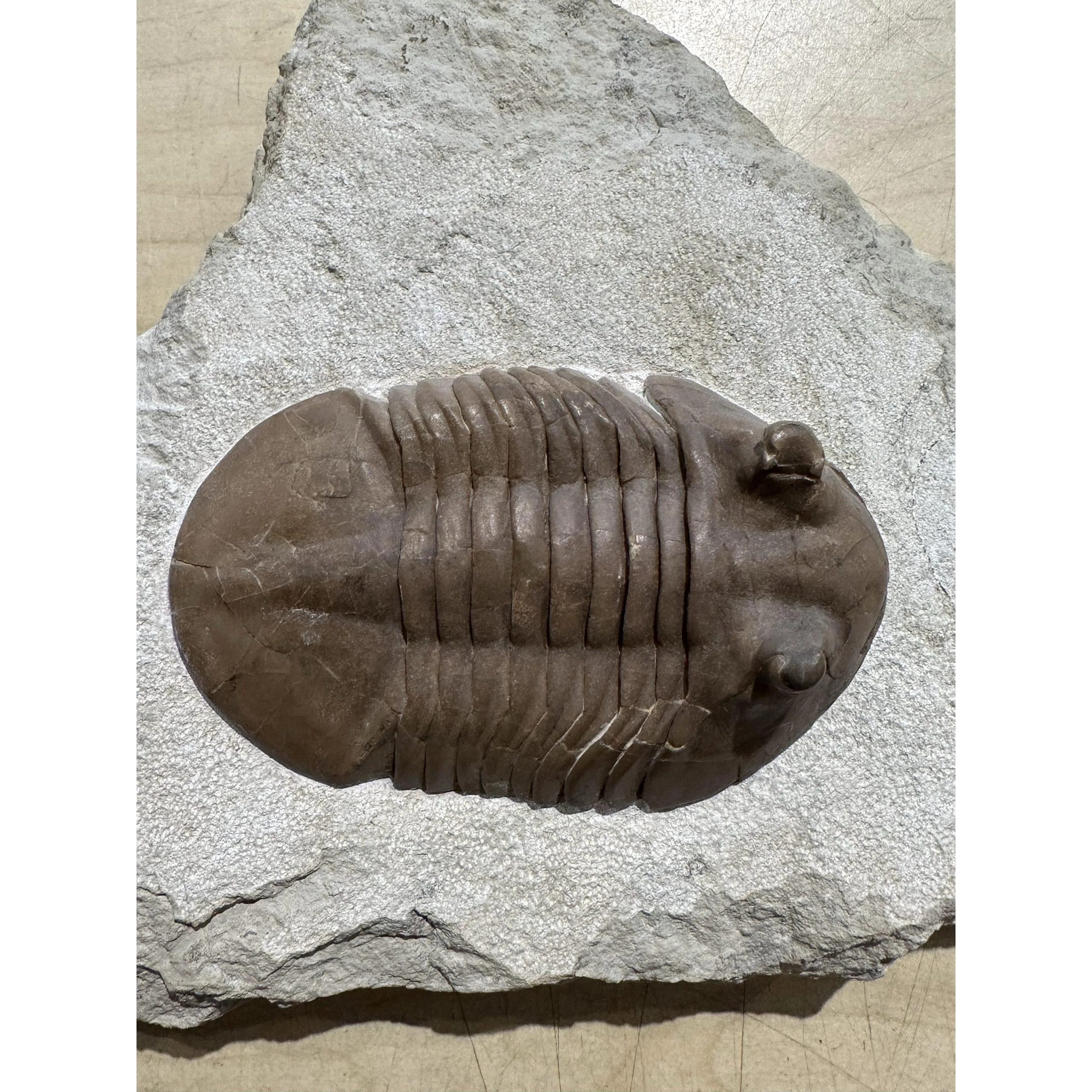 Asaphus from Russia, Trilobite Prehistoric Online