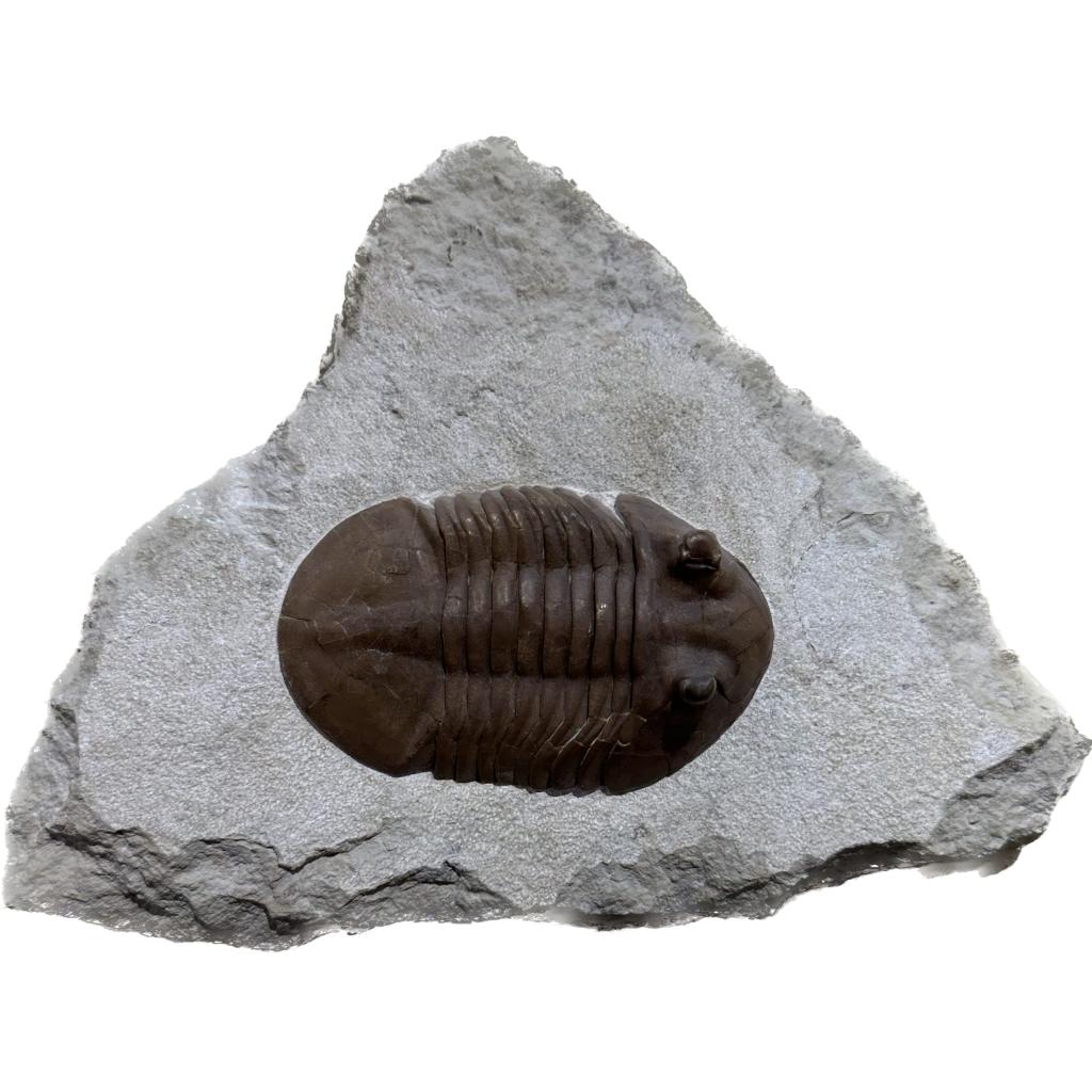 Asaphus from Russia, Trilobite