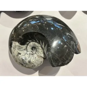Ammonite fossil, Goniatite species Prehistoric Online