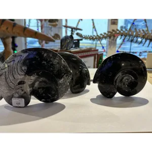 Ammonite fossil, Goniatite species Prehistoric Online