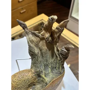 Alligator foot, nautilus Gaffe Taxidermy Prehistoric Online
