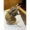 Alligator foot, nautilus Gaffe Taxidermy Prehistoric Online