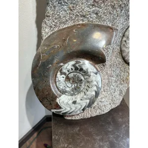 Huge Fossil ammonite and orthoceras display Prehistoric Online