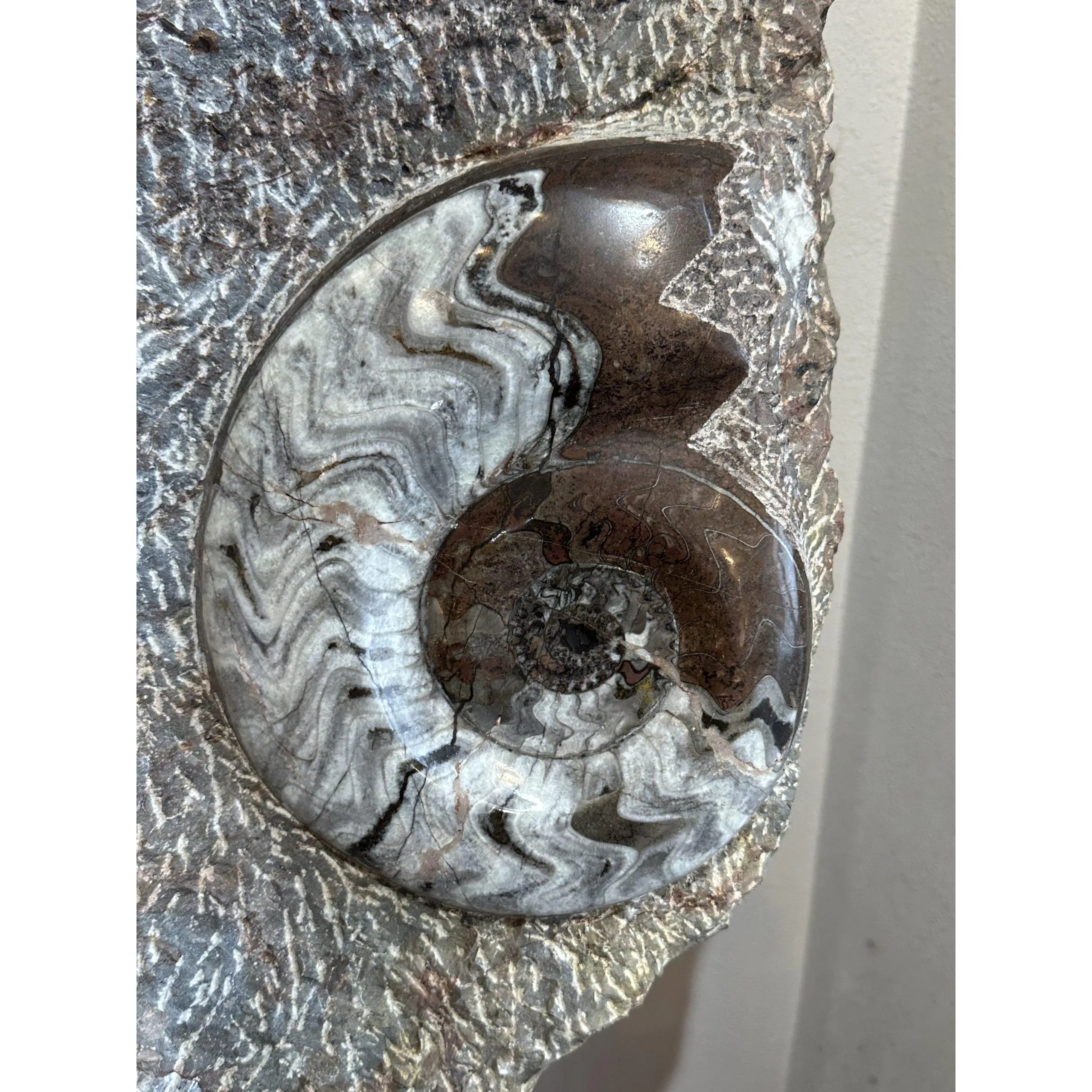 Ammonite and Orthoceras display Prehistoric Online