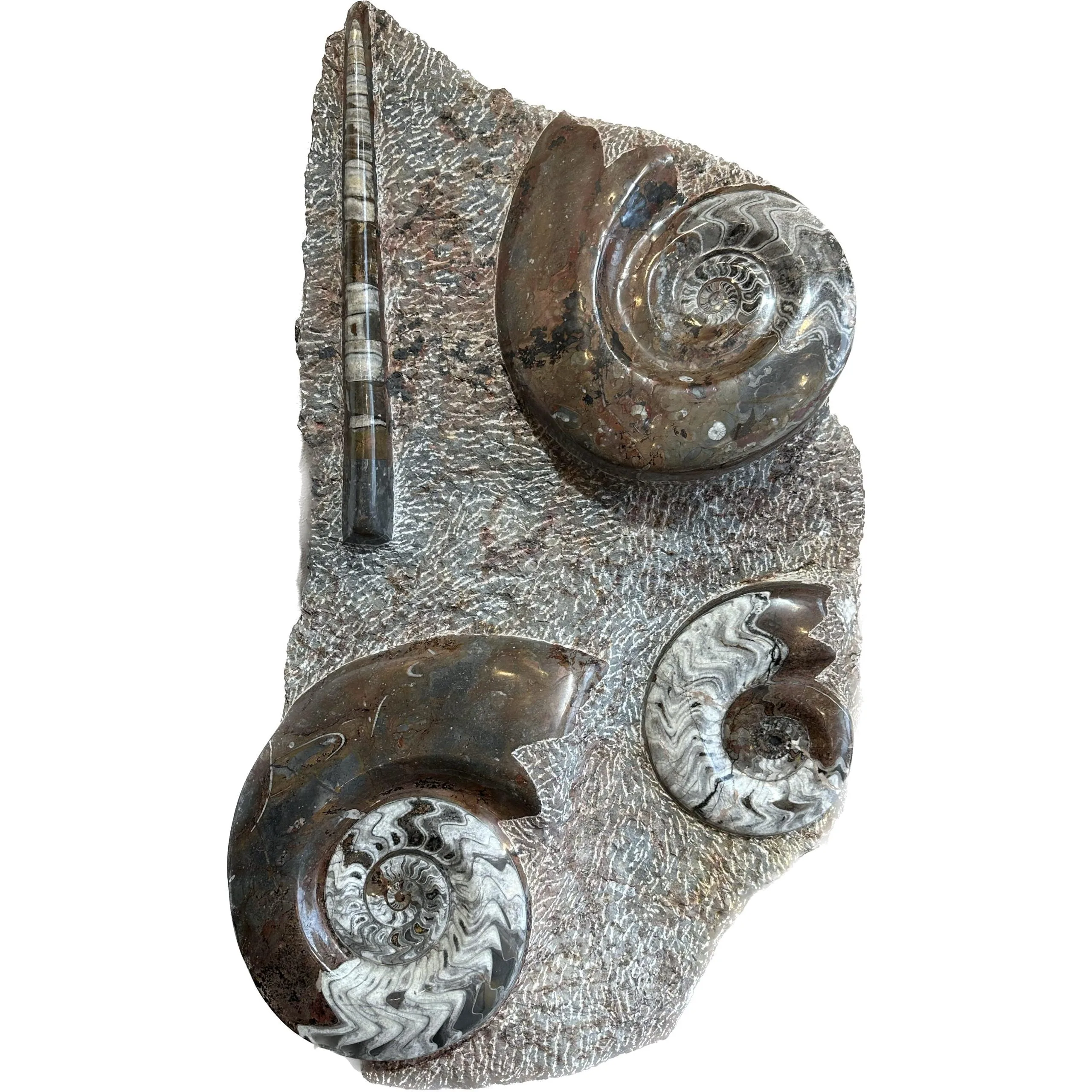 Ammonite and Orthoceras display Prehistoric Online
