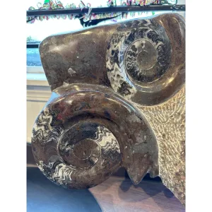 Large Fossil ammonite and orthoceras display Prehistoric Online