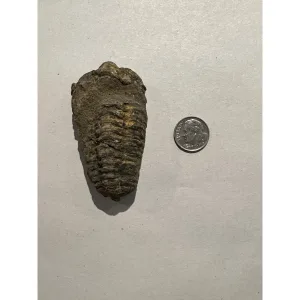 Flexycalymene Trilobite,  Cambrian Prehistoric Online